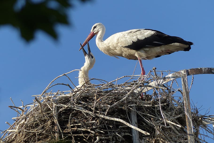 stork, bird, storks, fly, rattle stork, feather, storchennest HD wallpaper