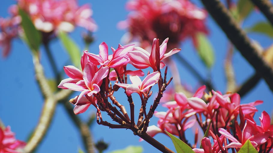 spring, pink, floral, nature, blossom, flower, summer, season HD wallpaper