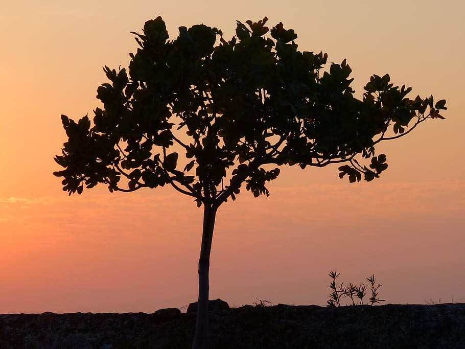 Sunset, Tree, abendstimmung, romance, silhouette, no people HD wallpaper