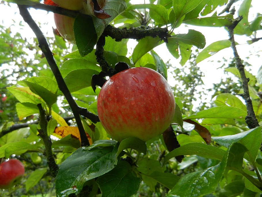 apple, fruit, tree, manzano, healthy eating, food and drink HD wallpaper