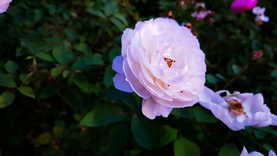 beautiful, bloom, blooming, blossom, botanical, close-up, flowers HD wallpaper