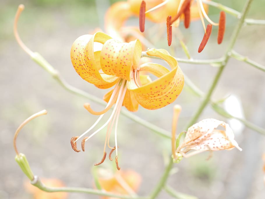 botanical garden, blossom, bloom, macro, plant, flower, growth HD wallpaper