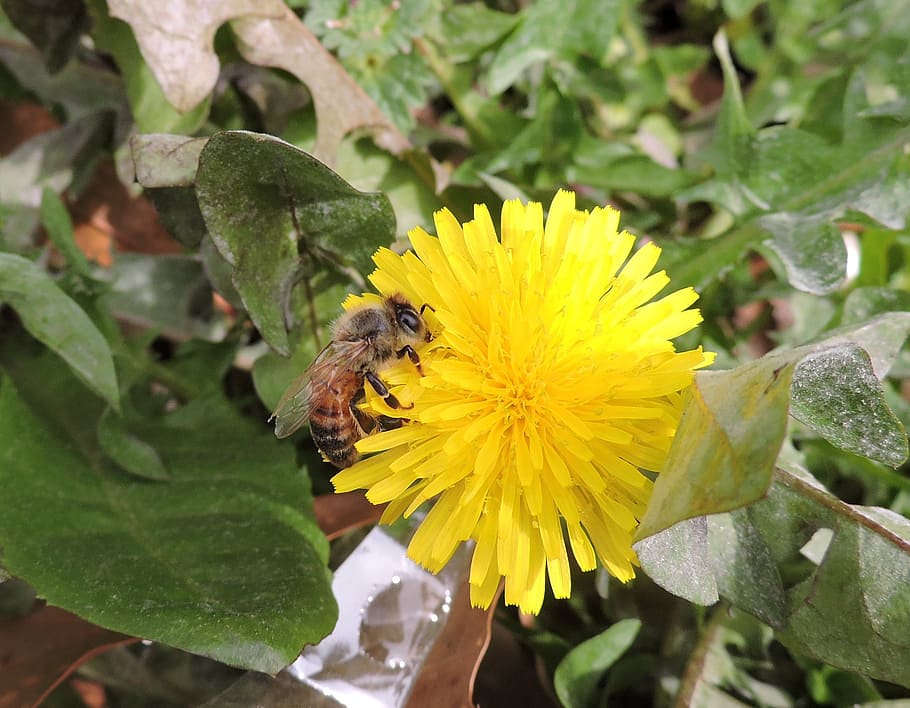 bee, dandelion, pollination, spring, yellow, pollen, weed, flower HD wallpaper