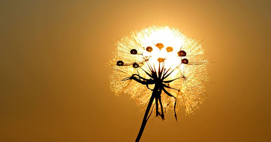 white dandelion at golden hour, sun, dew, water, plants, flower HD wallpaper