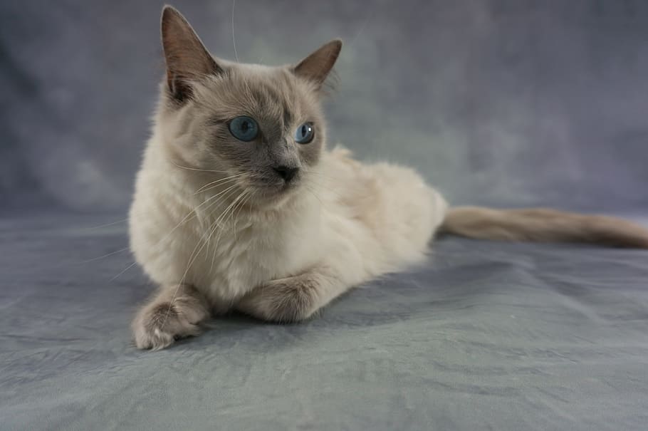 brown cat sitting on floor, Ragdoll, Kitten, Adidas, Cat'S Eyes HD wallpaper