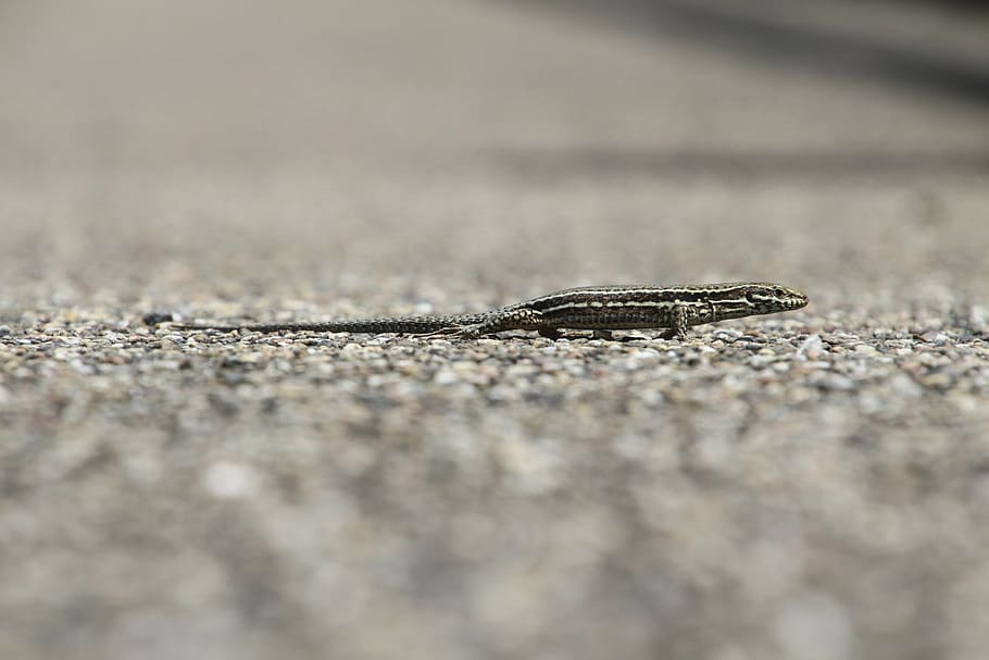 lizard, wall lizard, real lizard, nature, reptile, animal, sunny HD wallpaper