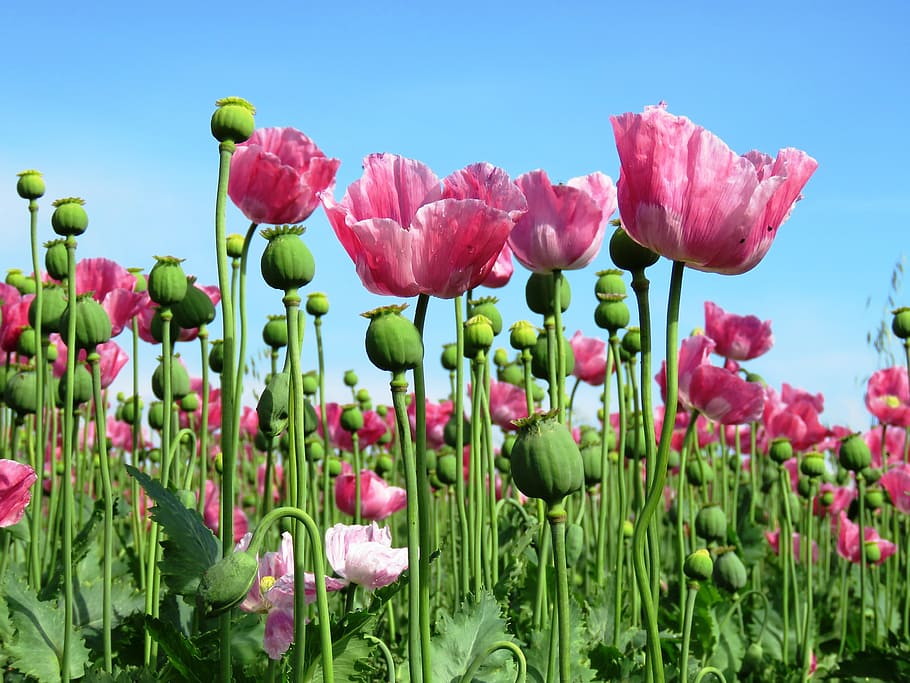 photo of pink flower field, poppy, opium poppy, mohngewaechs