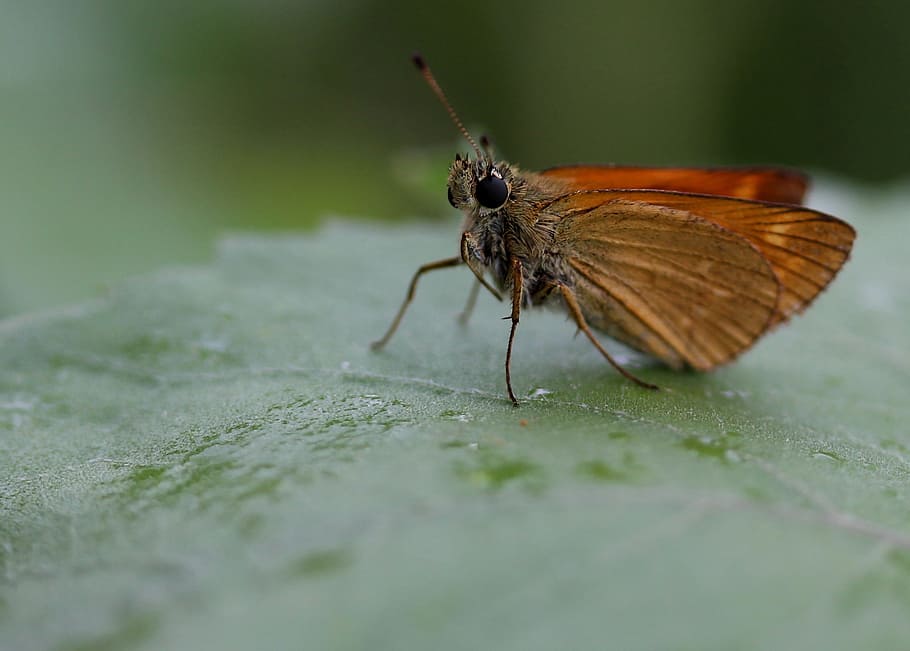 butterfly, brown, wings, insecta, leaf, coloring, invertebrate HD wallpaper