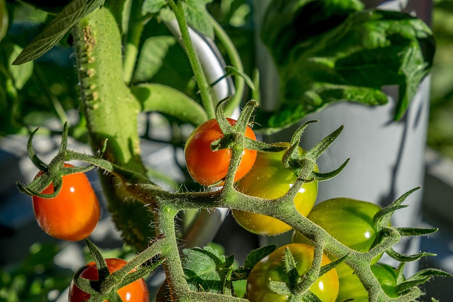 tomato, bush, garden, summer, vegetables, food, vitamins, frisch, HD wallpaper