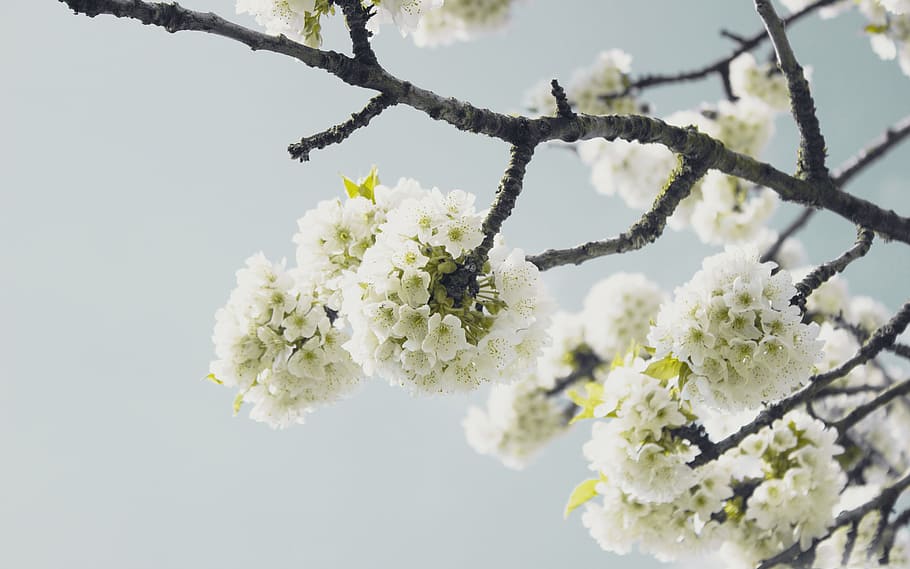 white, flower, bloom, blossoms, nature, plant, sky, flowering plant HD wallpaper