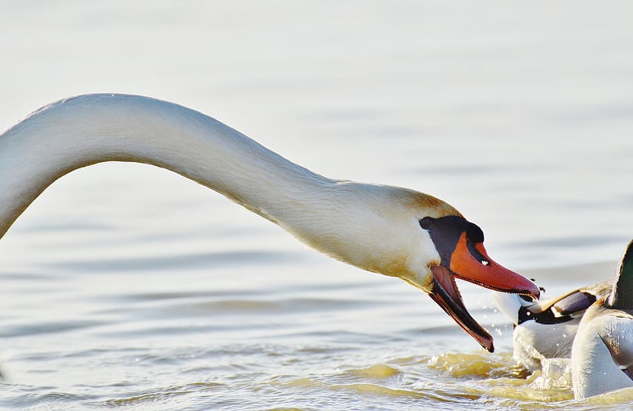 white duck swam on body of water, swan, bite, ducks, lake constance HD wallpaper