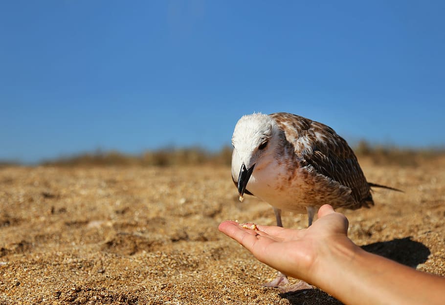 nature, bird, seagull, human hand, human body part, one person HD wallpaper