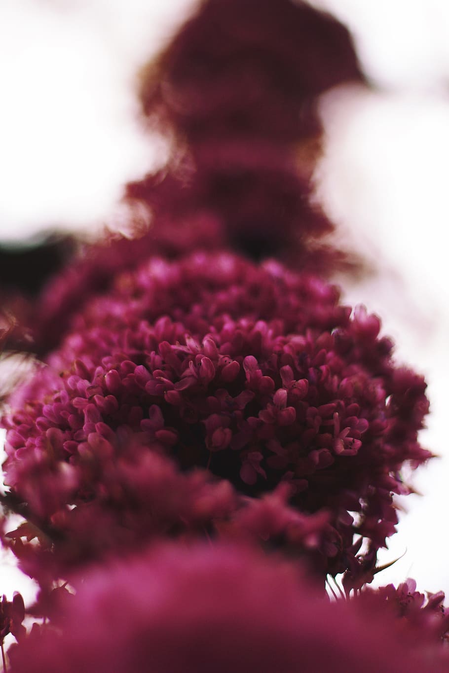 flower, red, petal, flowering plant, selective focus, freshness HD wallpaper
