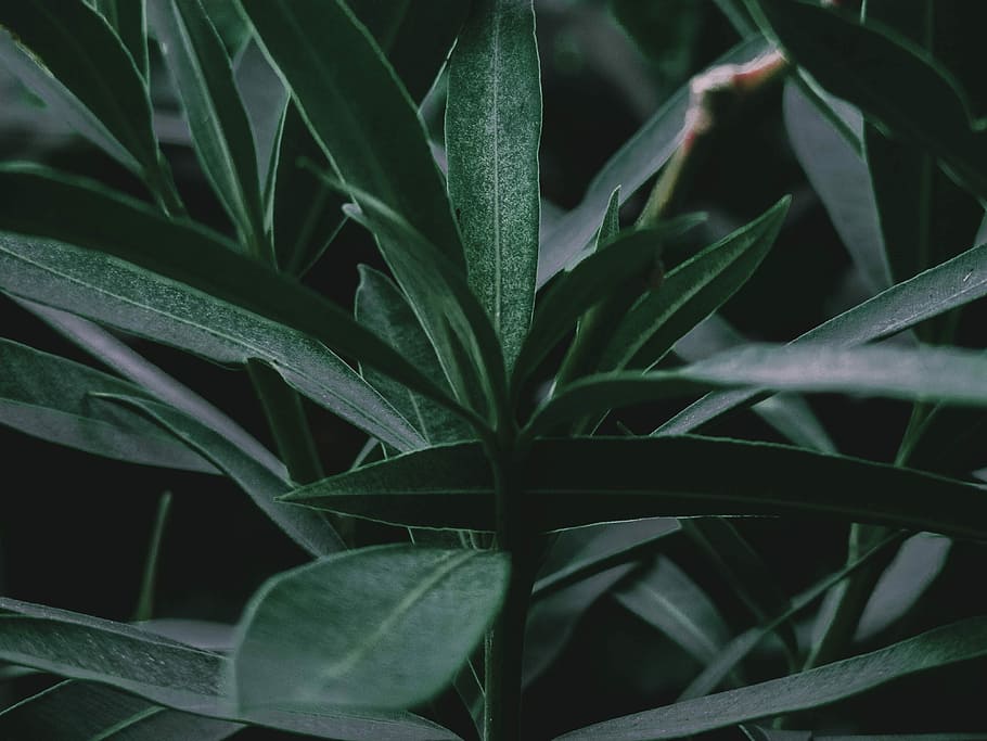 selective focus photography of green leafed plant, closeup photo of green leafed plant HD wallpaper