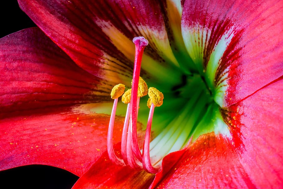 pistil, pollen, blossom, bloom, flower, red, flowering plant HD wallpaper