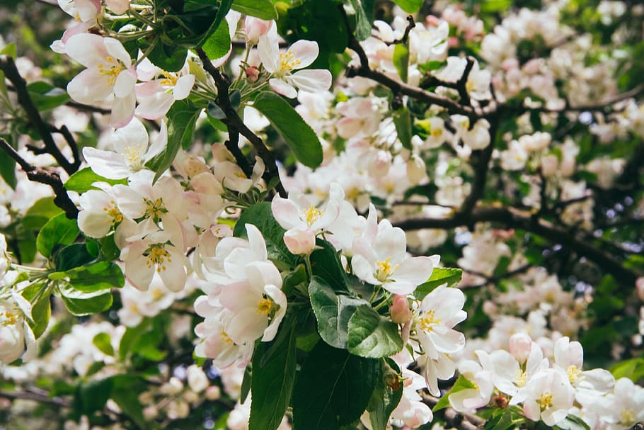 Blossom, nature, flower, springtime, tree, plant, flower Head HD wallpaper