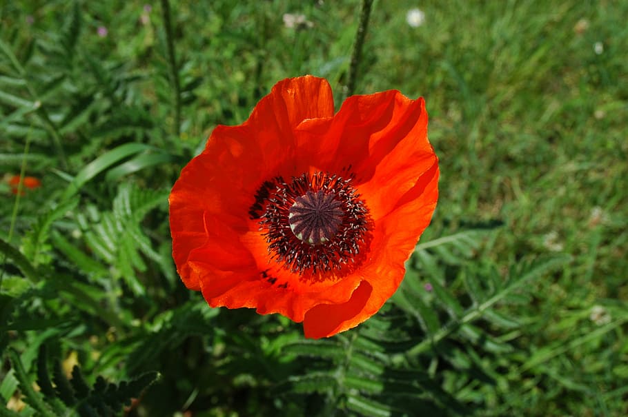 klatschmohn, red, blossom, bloom, nature, flower, flowering plant HD wallpaper