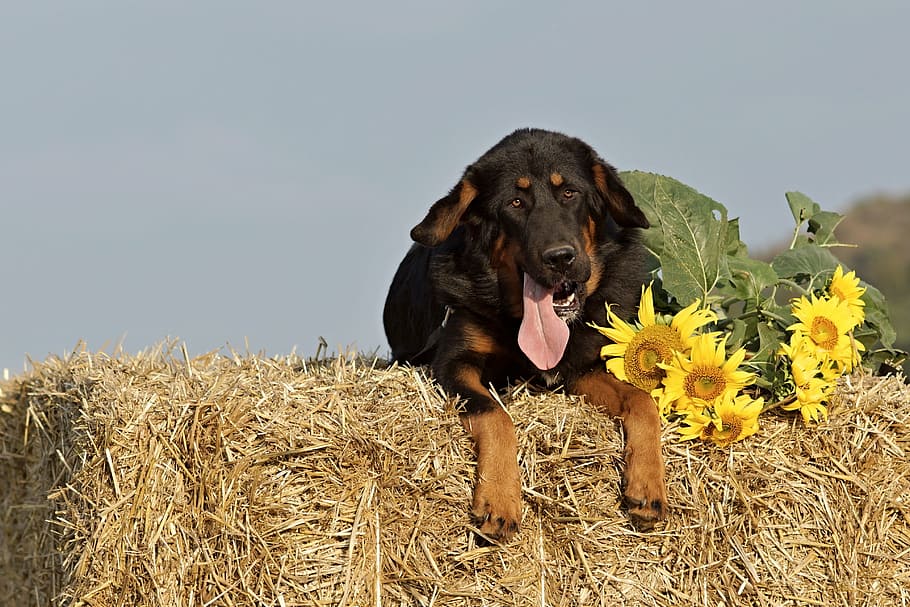 short-coated tan and black dog beside the sunflower, straw, package, HD wallpaper
