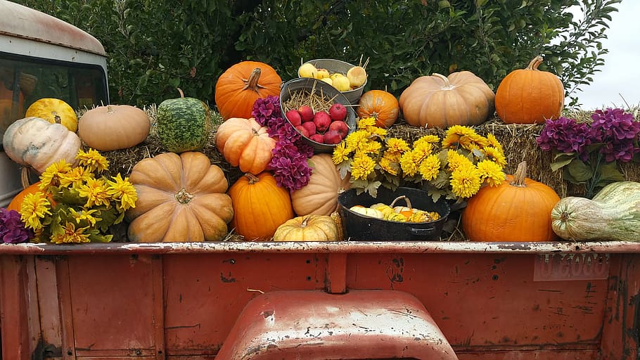 pumpkin, squash, gourd, fall, vegetable, truck, harvest, garden HD wallpaper