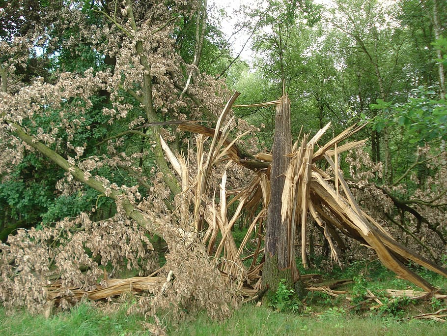 tree, bltzschlag, nature, tree damage, plant, land, growth HD wallpaper