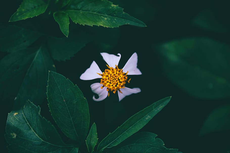 closeup photo of white petaled flower, First flower, leaf, nature HD wallpaper