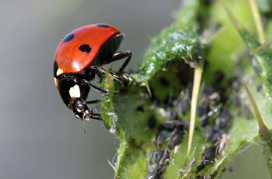 ladybug shallow focus photo, beetle, coccinellidae, insect HD wallpaper
