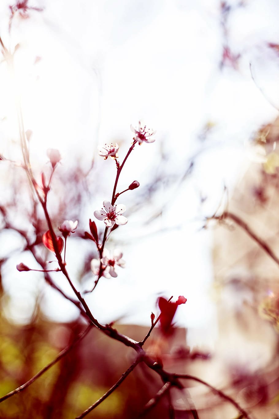 selective focus photo of white and pink cherry blossoms, bloom HD wallpaper