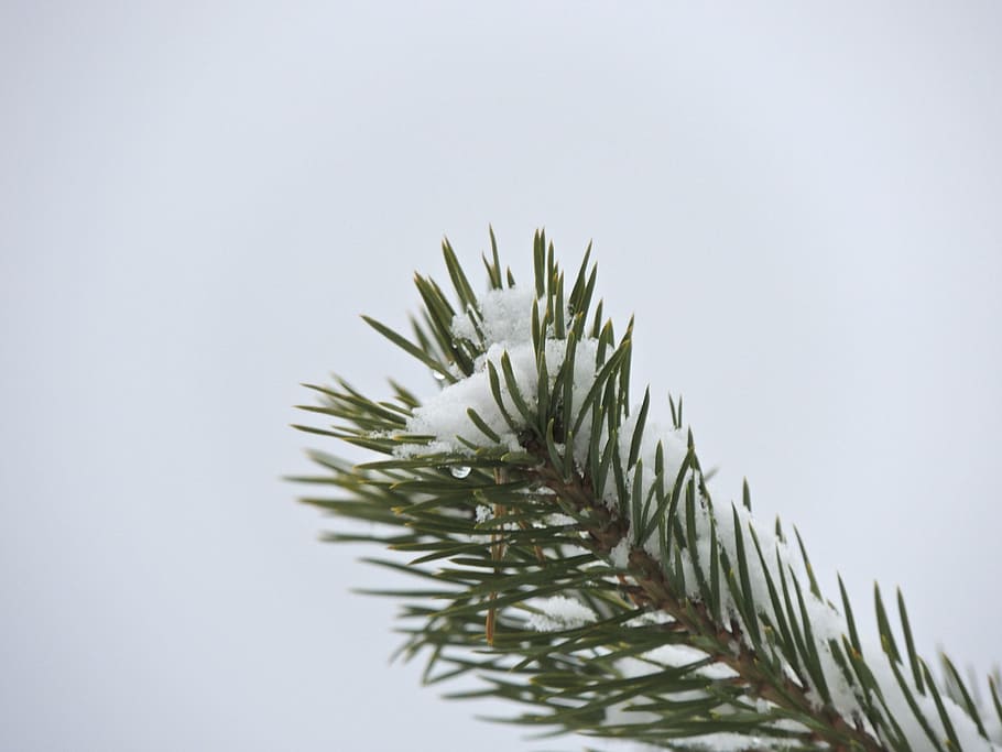 fir, branch, needles, conifer, tree, nature, macro, plant, studio shot HD wallpaper