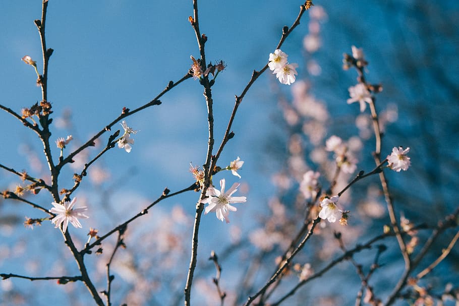 white Japanese cherry blossom tree during daytime\, shallow focus photography of white flowers HD wallpaper