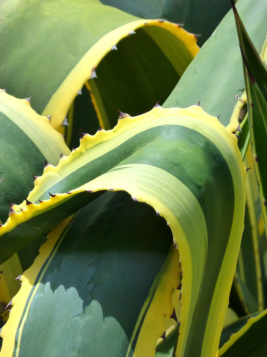 agave, bicolor, detail, background, texture, cactus, plant part HD wallpaper