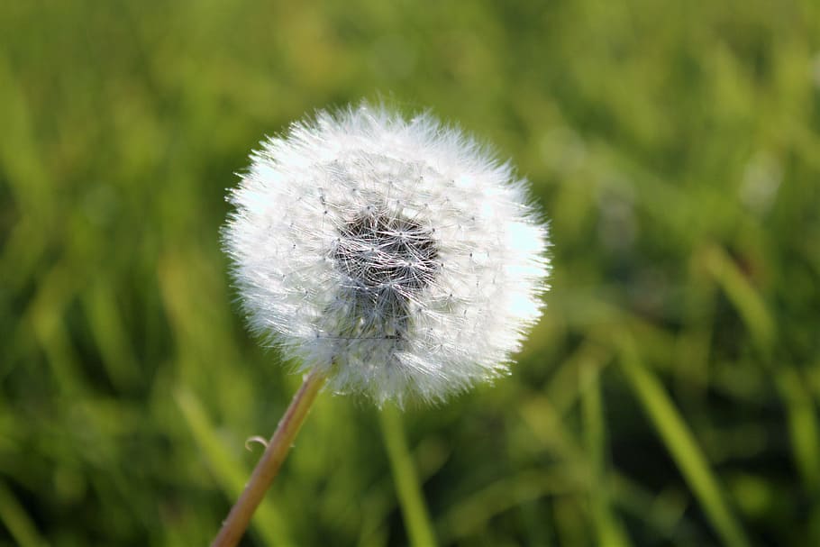 dandelion, grass, supervisors, meadow, green, sonchus oleraceus HD wallpaper