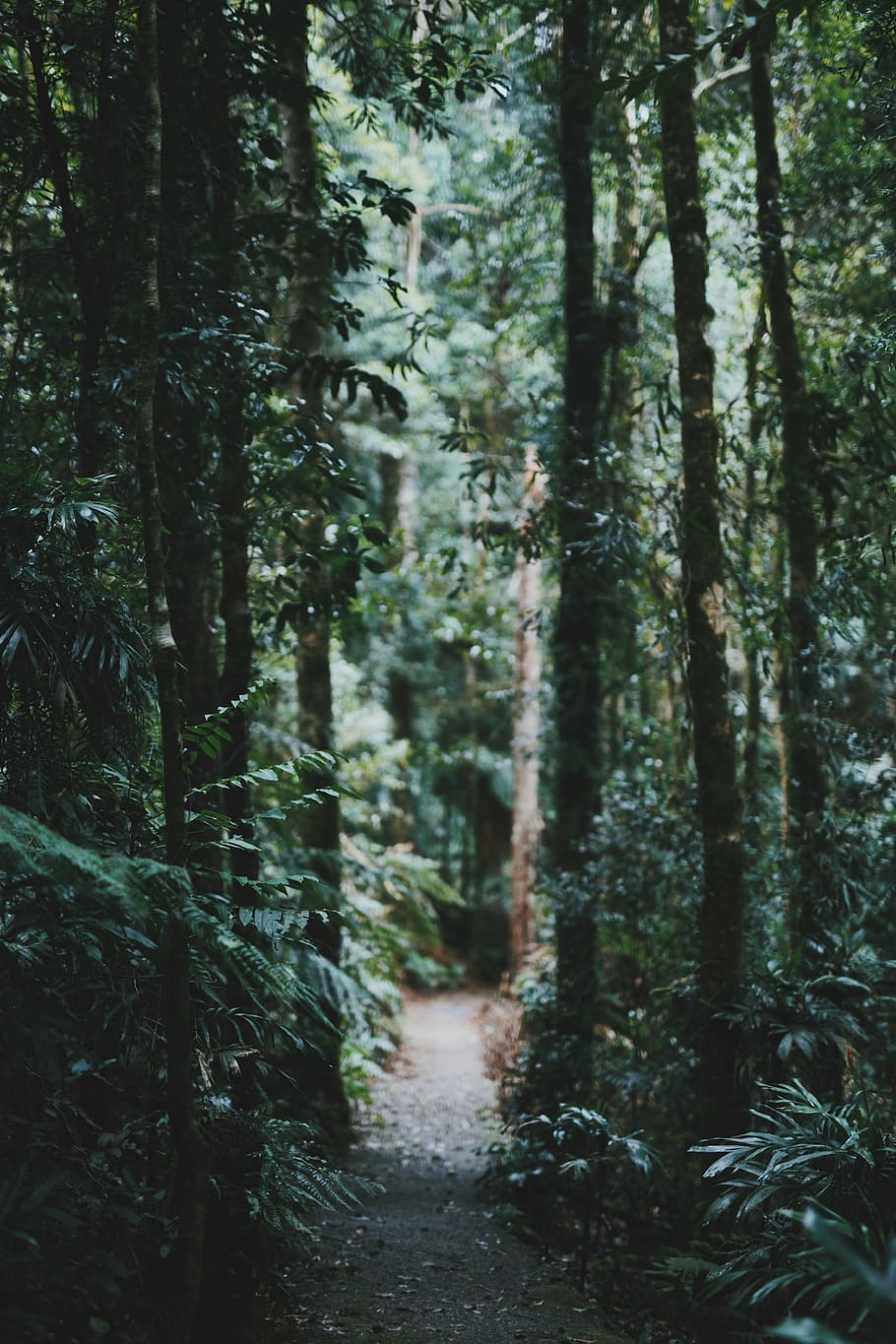 desired pathway surrounded with trees, photograph of green leaf trees HD wallpaper