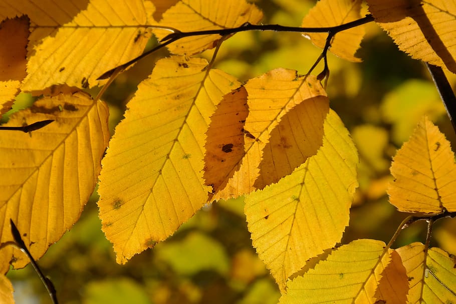 Leaves, Autumn, Fall, Fall Color, Color, Yellow, coloring, hornbeam, HD wallpaper