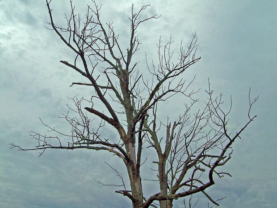 Tree, Dead, Dry, Death, Trunk, Sky, clouds, nature, branch HD wallpaper
