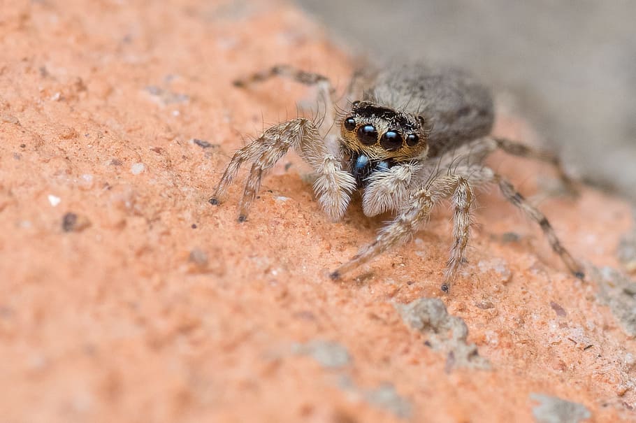 Jumping Spider, Madagascar, macro, nature, arachnid, wildlife HD wallpaper