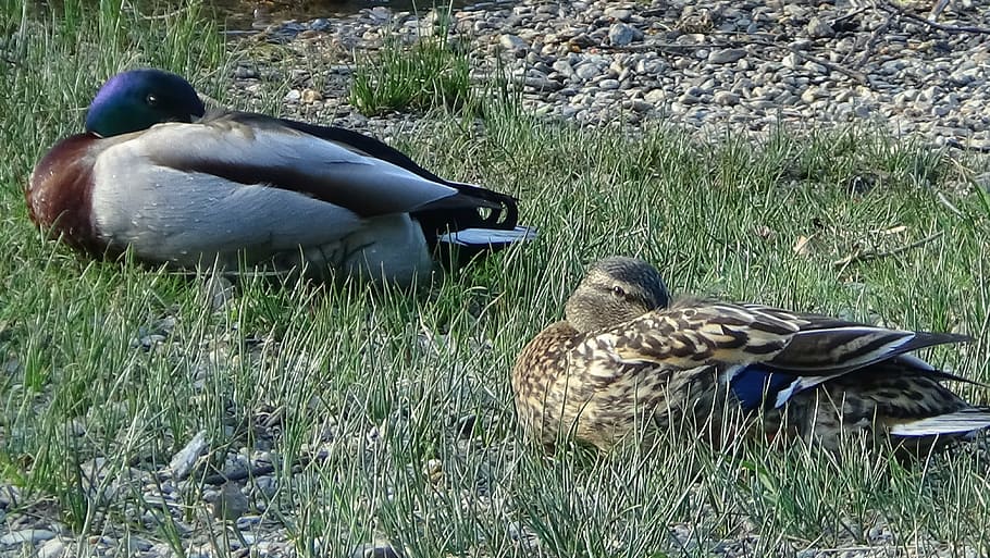 ducks, pair, sleeping, male, female, bird, mallard Duck, nature HD wallpaper