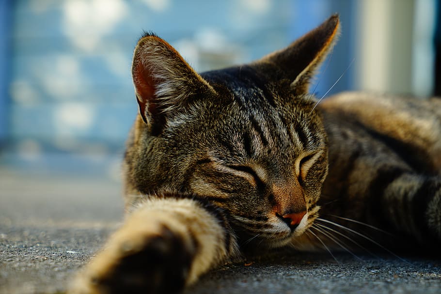 Cat, Head, Sleep, Brown, Animal, cat's eyes, view, domestic cat HD wallpaper