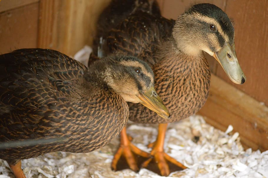 Ducks, Animals, Bird, Pet, Nature, Cute, feather, fowl, brown HD wallpaper