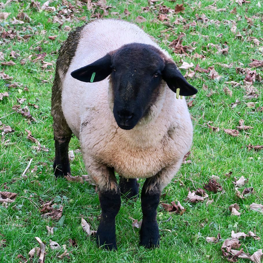 sheep, black, animal, animal themes, grass, livestock, land HD wallpaper