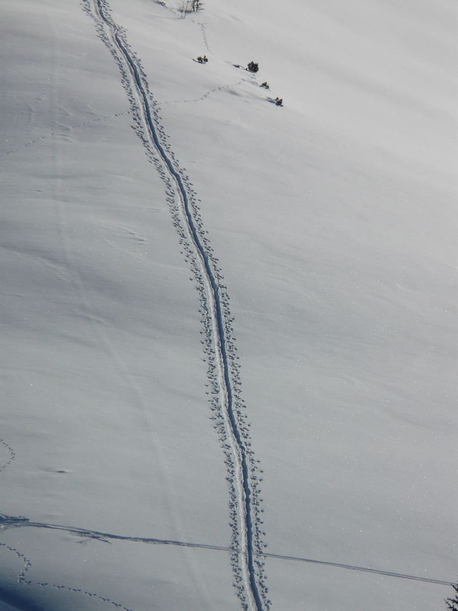 track, trace, winter, snow, deep snow, powder snow, animal track HD wallpaper