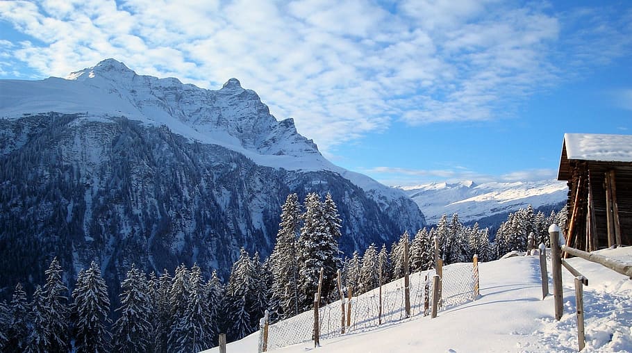 trees covered in snow during daytime, winter, mountains, alpine HD wallpaper