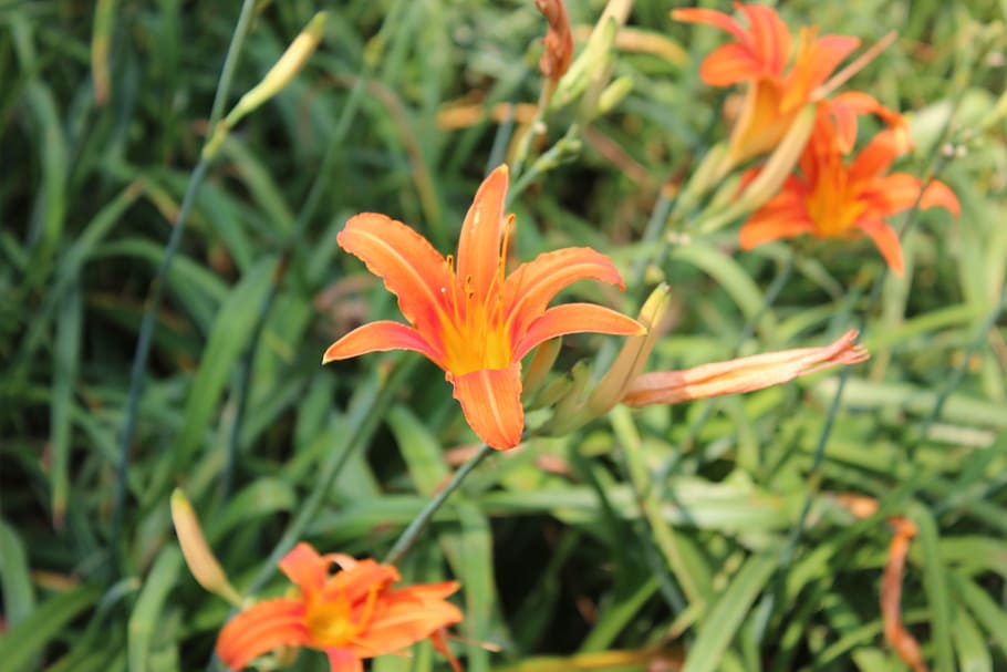 flower, orange, flowers, flowering plant, fragility, vulnerability HD wallpaper