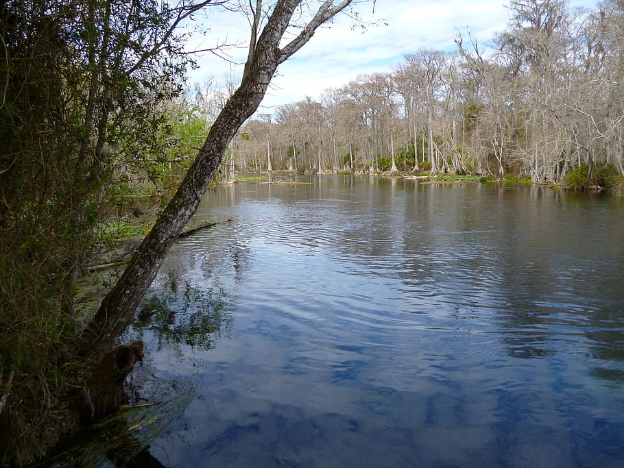 river, trees, woods, wild, forest, parks, scenery, scenic, water HD wallpaper