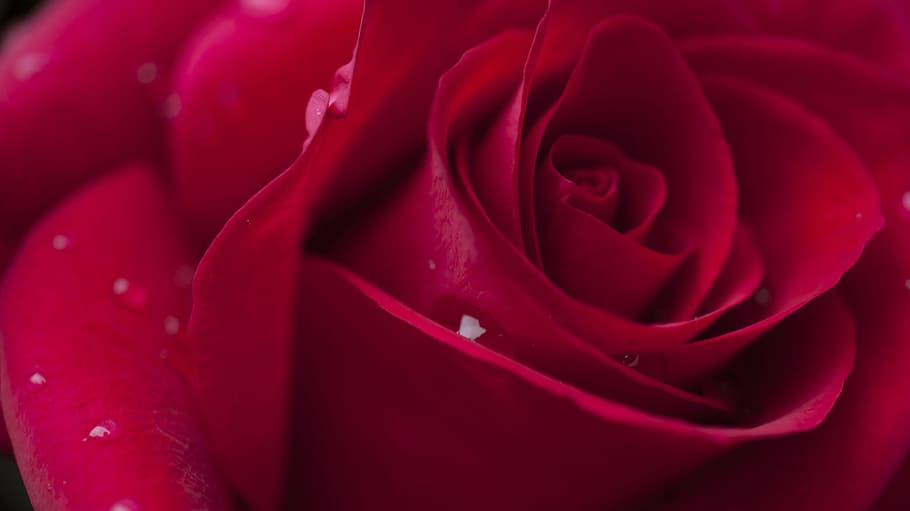 Flower, Spring, Blossom, Nature, rose, bloom, petal, plant HD wallpaper