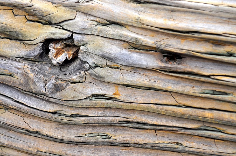 wood, tree, forest, background, texture, pattern, brown, structure HD wallpaper