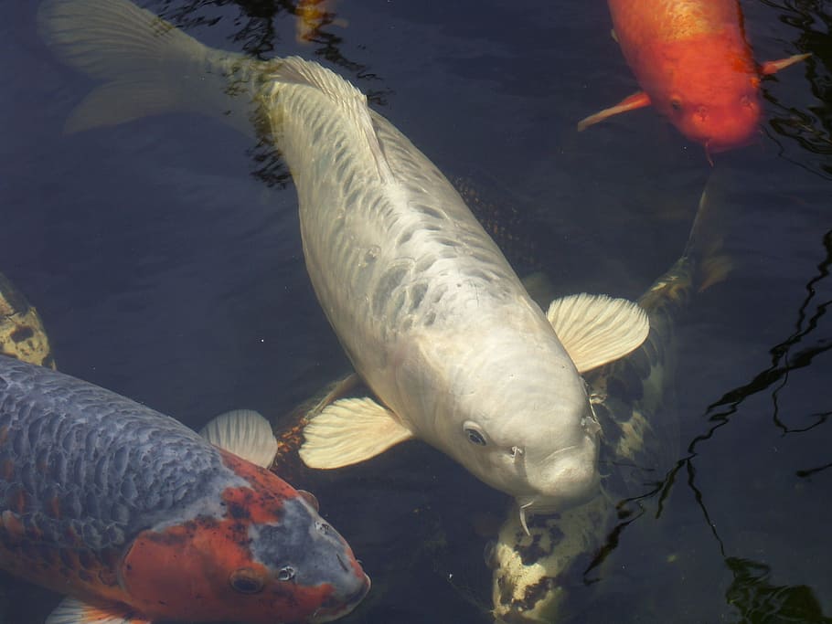 koi, koi pond, water, fish, carp, animal, animal themes, animal wildlife HD wallpaper