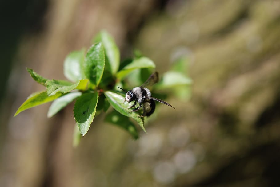 Bumblebee, Spring, Nature, Macro, insect, close-up, animal HD wallpaper