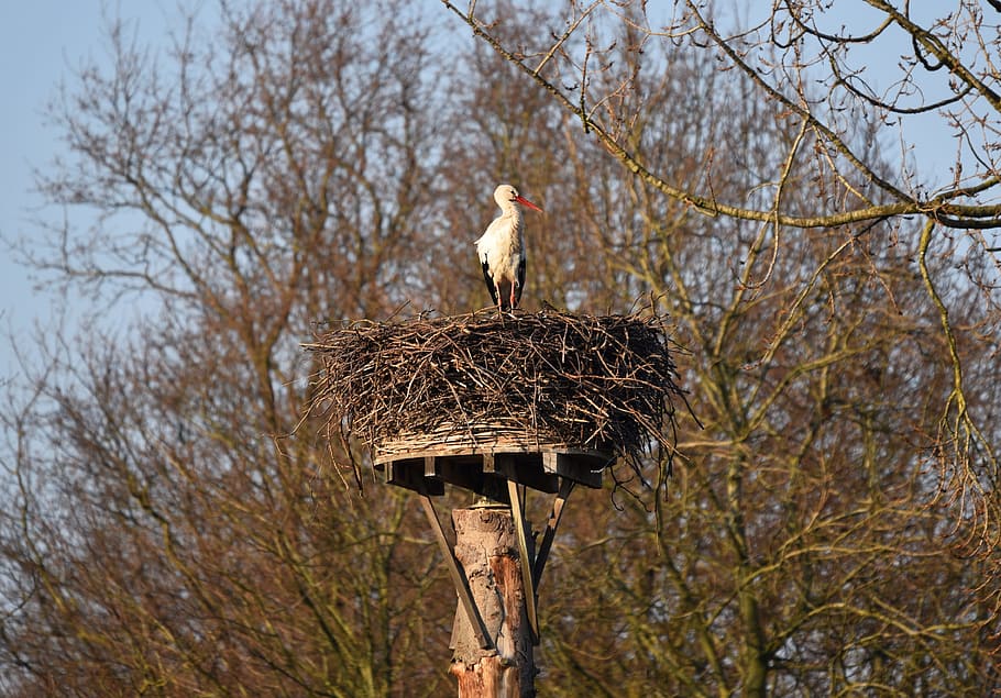 stork, bird, ciconiidae, ciconia, white european stork, wading bird