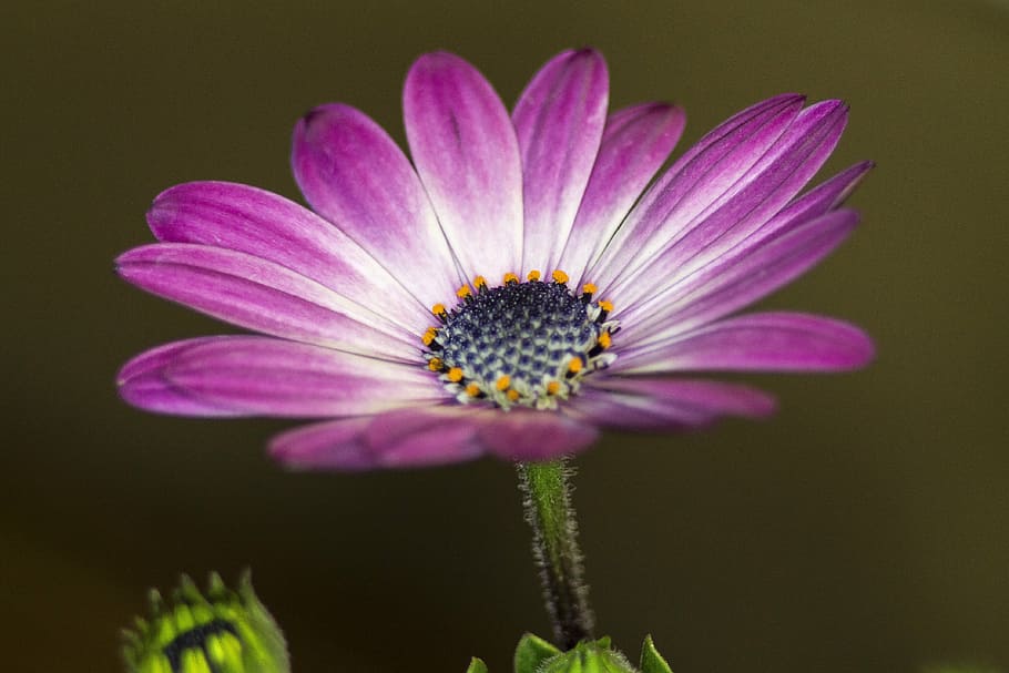 flower, purple, daisy, african daisy, plant, nature, floral, HD wallpaper