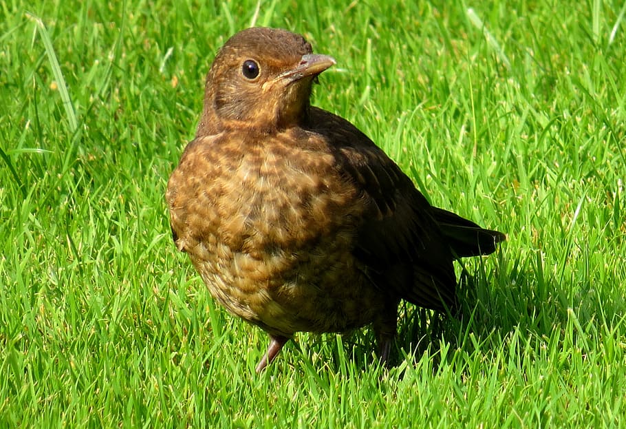 blackbird, meadow, songbird, spring, grass, birds, nature, blackbird male